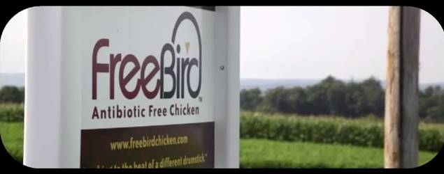 FreeBird